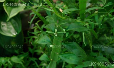 Homalocladium platiycladum