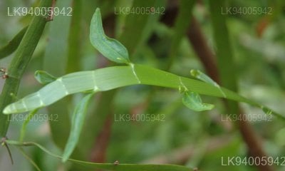 Homalocladium platiycladum