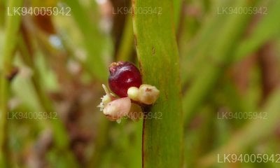 Homalocladium platiycladum