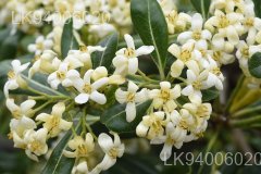 Pittosporum ceylanicum