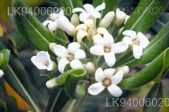 Pittosporum ceylanicum