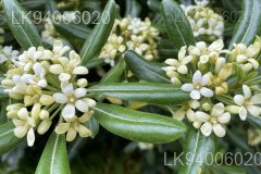 Pittosporum ceylanicum