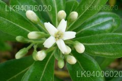 Pittosporum ceylanicum