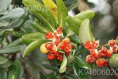 Pittosporum ceylanicum