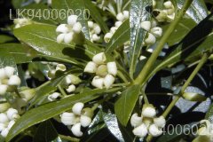 Pittosporum ceylanicum