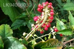 Rivina humilis