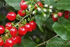Rivina humilis