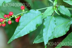Rivina humilis