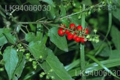 Rivina humilis