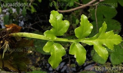 Ceratopteris thalictroides