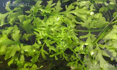 Ceratopteris thalictroides