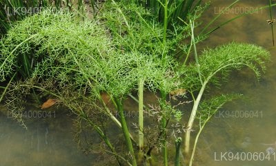Ceratopteris thalictroides
