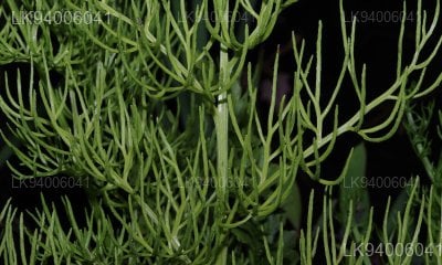 Ceratopteris thalictroides