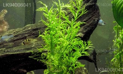 Ceratopteris thalictroides