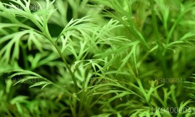 Ceratopteris thalictroides