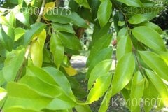 Ligustrum robustum