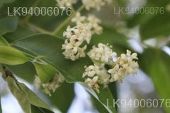 Ligustrum robustum