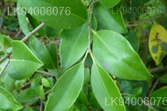 philodendron erubescens green Philodendron - Emerald Green - EXTRA LARGE main image 0