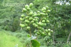 Ligustrum robustum
