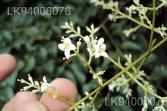 Ligustrum robustum