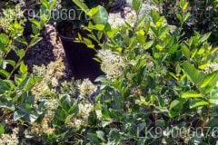 Ligustrum robustum