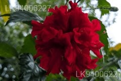 Hibiscus tiliaceus