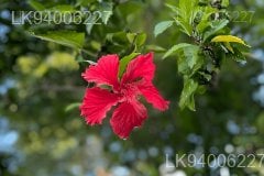 Hibiscus tiliaceus