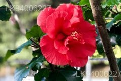 Hibiscus tiliaceus