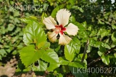 Hibiscus tiliaceus