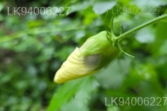 Hibiscus tiliaceus