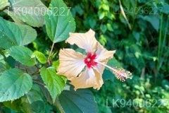 Hibiscus tiliaceus