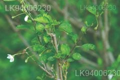 Hibiscus micranthus