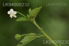Hibiscus micranthus