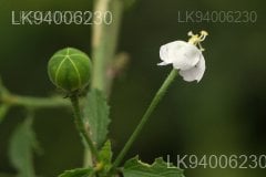 Hibiscus micranthus