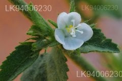 Hibiscus micranthus
