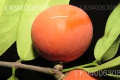 Salacia chinensis