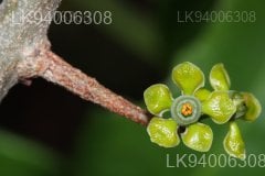 Salacia chinensis