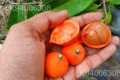 Salacia chinensis