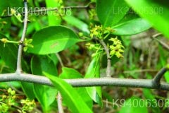 Salacia chinensis