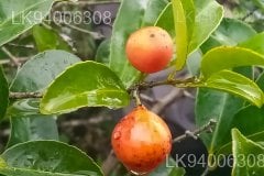 Salacia chinensis