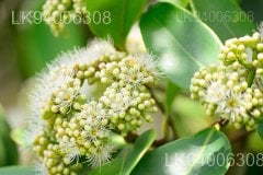 Salacia chinensis