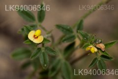 Stylosanthes fruticosa