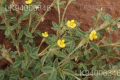 Stylosanthes fruticosa