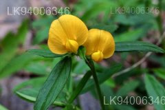 Stylosanthes fruticosa