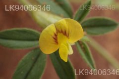 Stylosanthes fruticosa