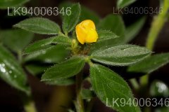 Stylosanthes fruticosa