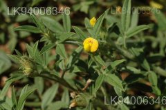 Stylosanthes fruticosa