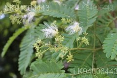 Albizia odoratissima