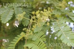 Albizia odoratissima