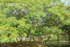 Albizia odoratissima